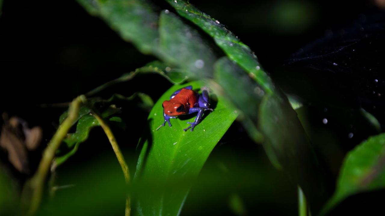 Hotel Rancho Cerro Azul La Fortuna Exteriér fotografie